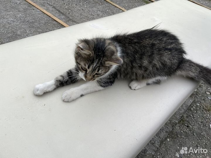 Кошечка в добрые руки