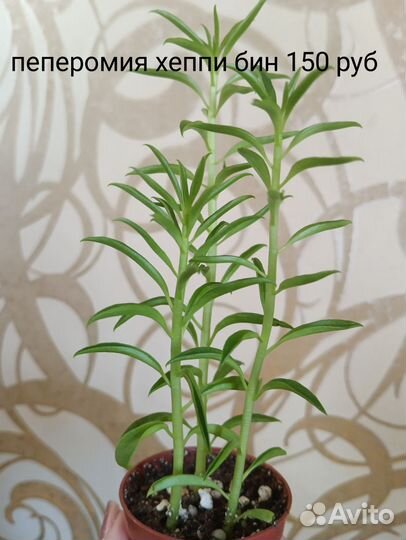 Переския, крестовник, спатифиллум