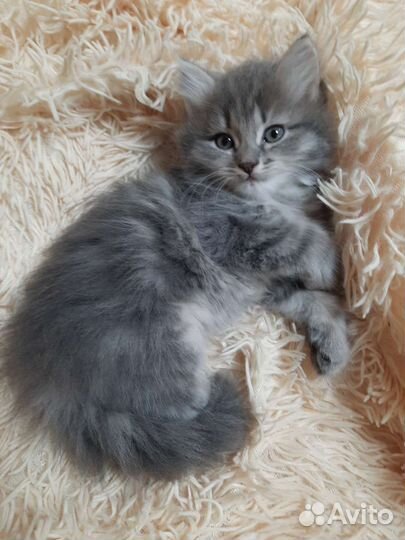 Отдам в добрые руки котят