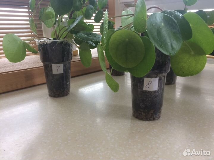 Пилея пеперомиевидная (денежное дерево)