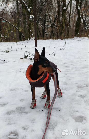 Передержка кошек, небольших собак, грызунов, птиц