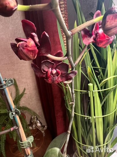 Каменная роза и Черный лебедь