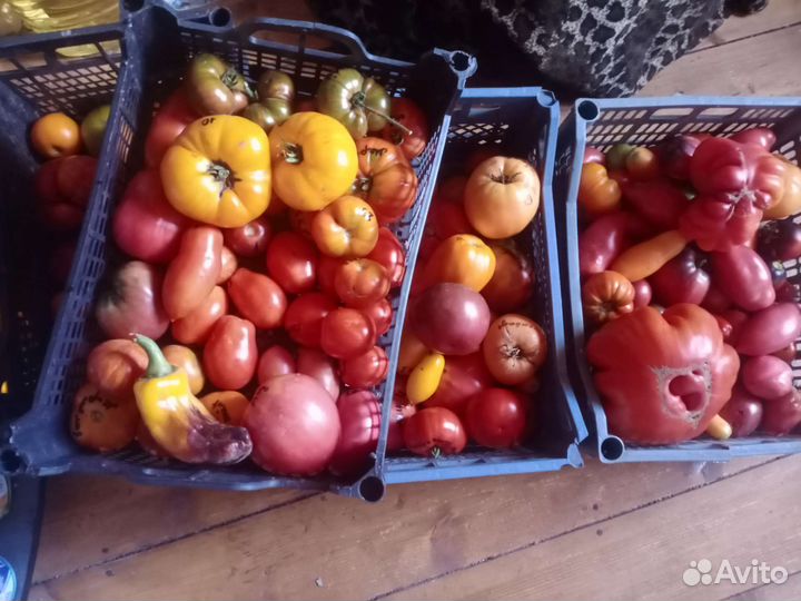 Семена очень редких сортов томатов