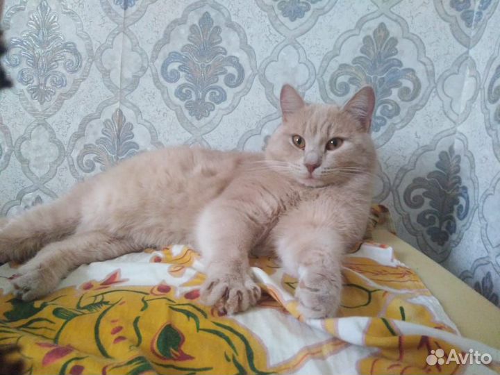 Кот в дар бесплатно