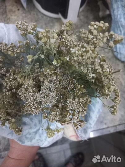 Тысячелистник