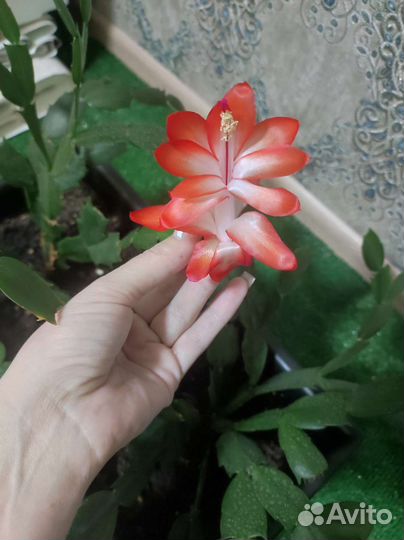 Декабрист шлюмбергера сортовые