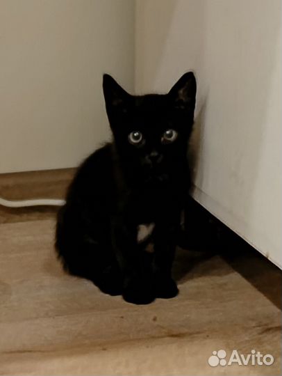 Котенок мальчик бесплатно