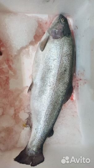 Свежая непотрошеная форель