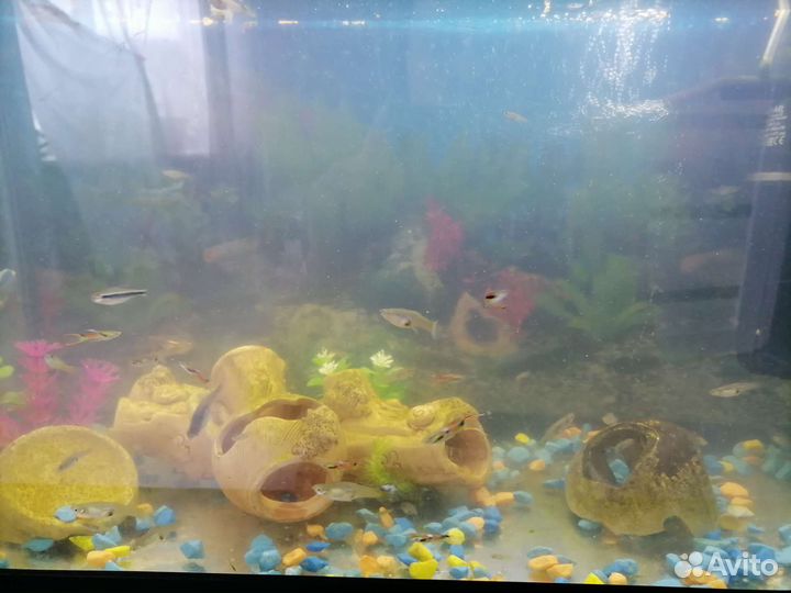 Аквариум с рыбками и аксессуарами