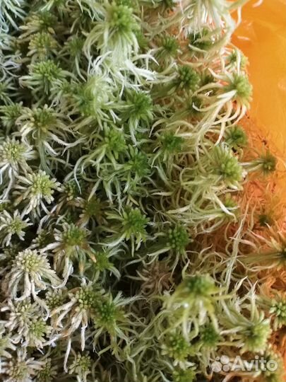 Мох сфагнум живой