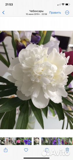 Пионы корневища