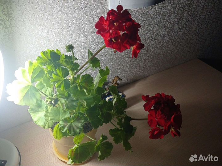 Пеларгония герань красная