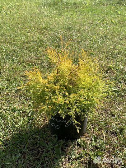 Туя рейнголд