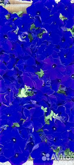 Петуния оптом