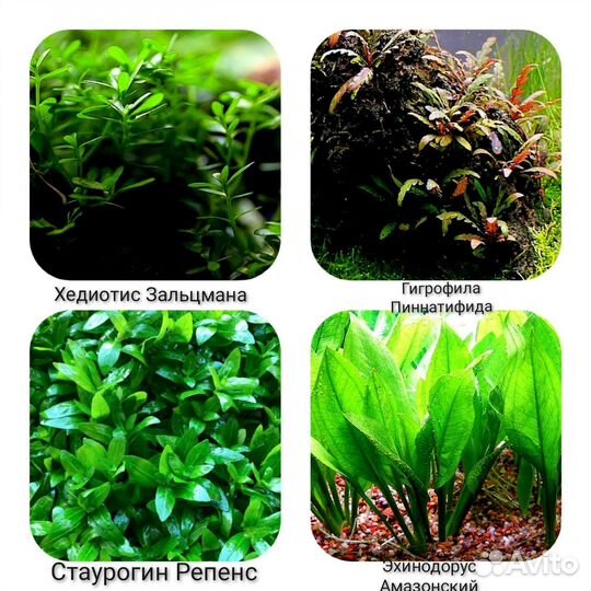 Аквариумные Растения