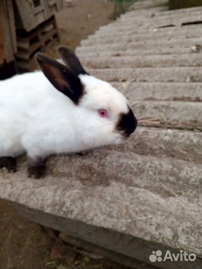 Кролики калифорнийской породы
