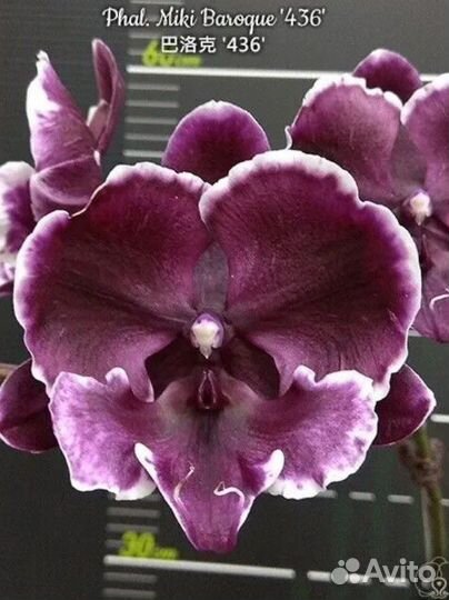 Орхидея Miki Baroqve