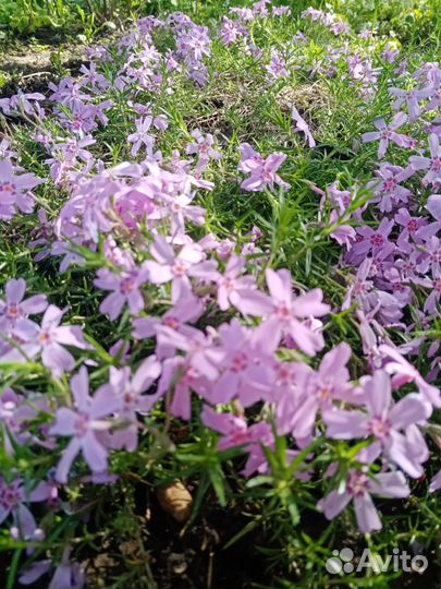 Шировидные флоксы