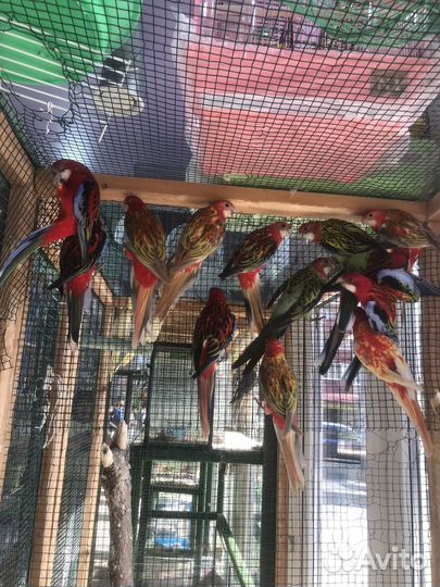 Попугай розелла