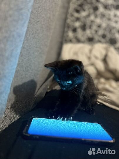 Черный котенок бесплатно