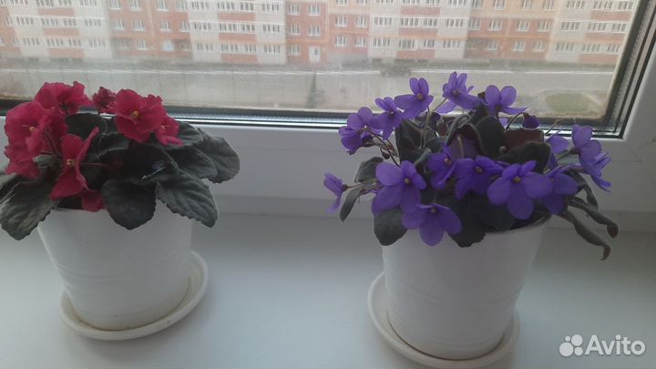 Продаются фиалки