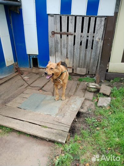 Отдам в добрые руки