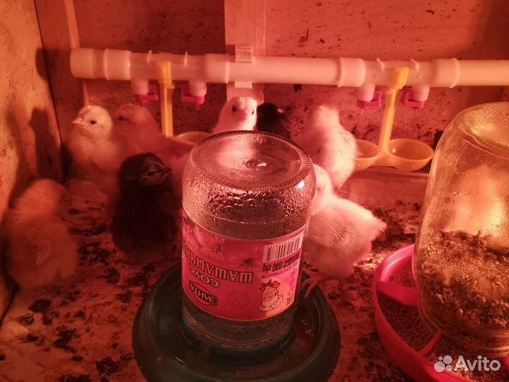 Цыплята несушки