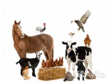 Ветврач для с/х животных и птиц