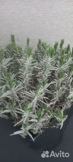 Лаванда манстед