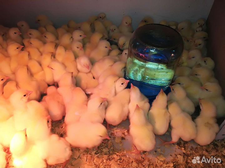 Цыплята, индюшата, перепелята вывод на заказ