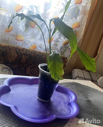 Спатифиллум