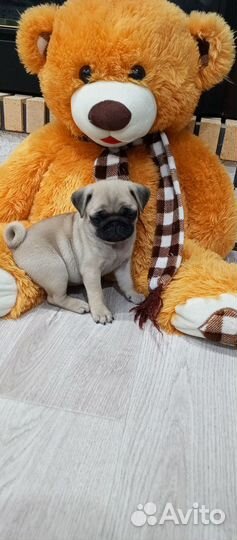 Щенки мопса
