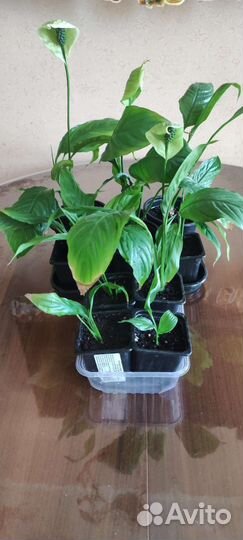 Спатифилум