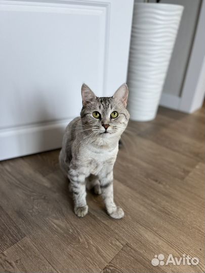 Кошка