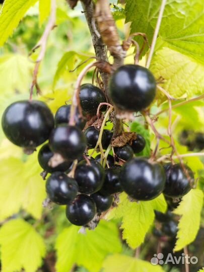 Черная,красная смородина