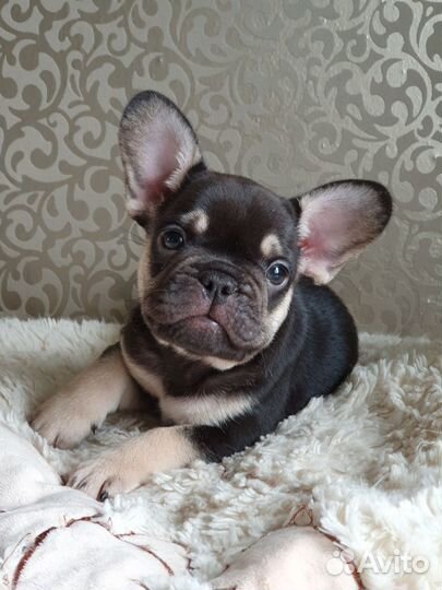 Французский бульдог щенки шоколад