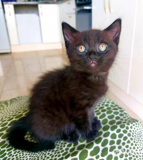 Метис Шотландец