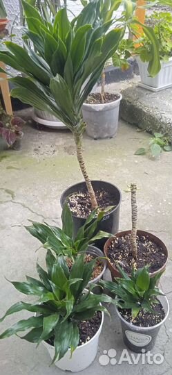 Драцена фрагранс