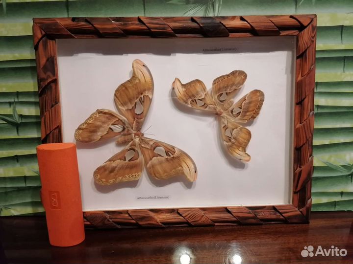 Бабочка Atlas в рамке