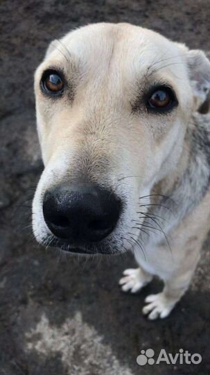 Собака в добрые руки