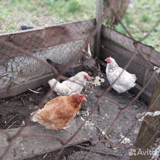 Куры несушки