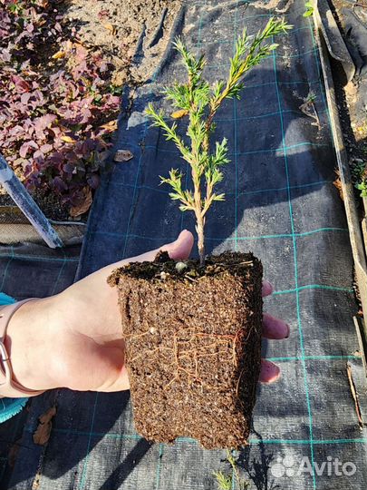 Можжевельник,Туя