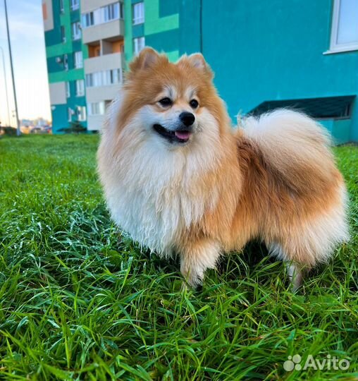 Немецкий шпиц вязка