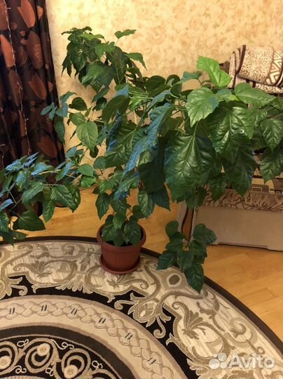 Гибискус китайская роза