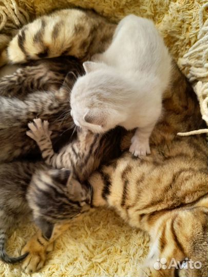 Кошки