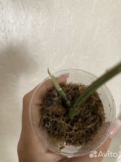 Эпипремнум Pinnatum Albo Variegata