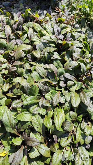 Живучка ползучая