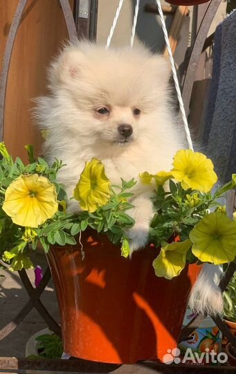 Щенки белого шпица