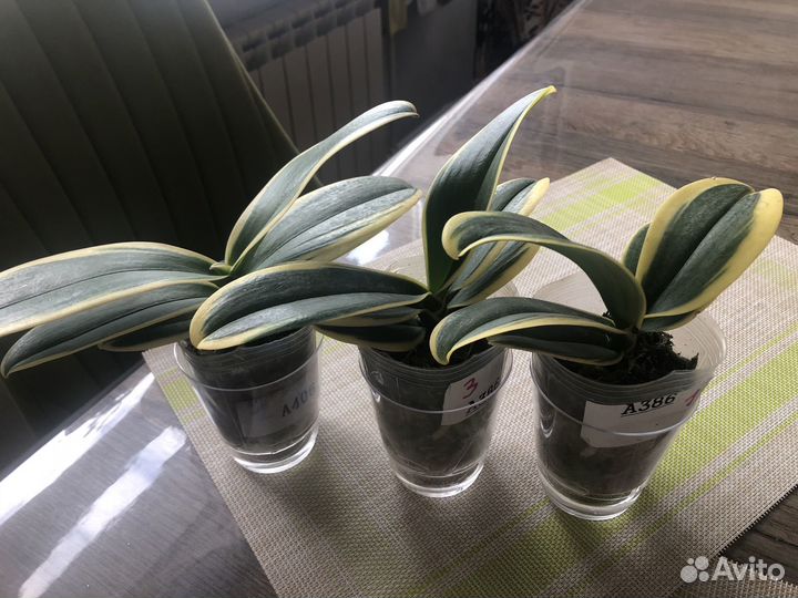 Орхидея (Вариегатные фаленопсисы)