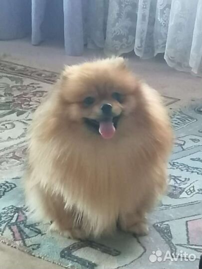 Щенки шпица